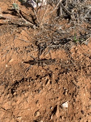 Chortoicetes terminifera