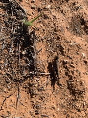 Chortoicetes terminifera