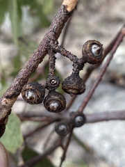 Eucalyptus pachycalyx