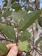Eucalyptus pachycalyx
