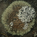 Protoparmeliopsis - Photo (c) Rand Workman, some rights reserved (CC BY-SA), uploaded by Rand Workman