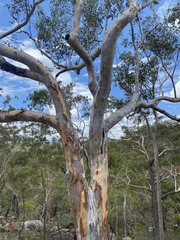 Eucalyptus pachycalyx