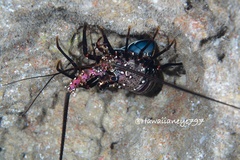 Panulirus marginatus