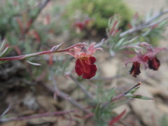 Hermannia filifolia