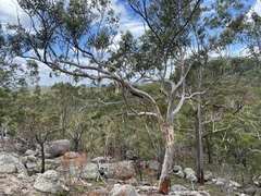 Eucalyptus pachycalyx