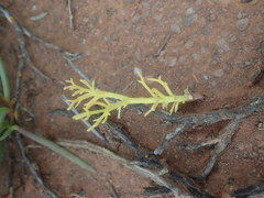 Eriospermum ramosum