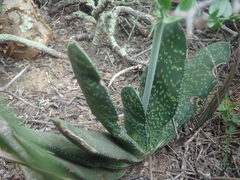 Gasteria disticha