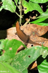 Eutropis macularia
