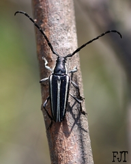 Sphaenothecus trilineatus