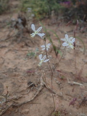 Trachyandra revoluta