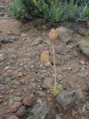 Albuca spiralis