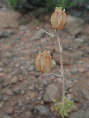 Albuca spiralis