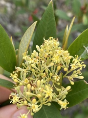 Pomaderris argyrophylla