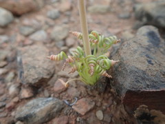 Albuca spiralis