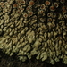 Stonewall Rim Lichen - Photo (c) Rand Workman, some rights reserved (CC BY-SA), uploaded by Rand Workman