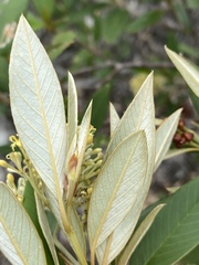 Pomaderris argyrophylla