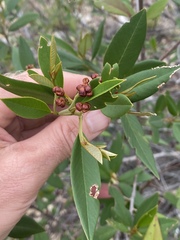 Pomaderris argyrophylla