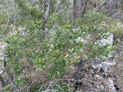 Pomaderris argyrophylla