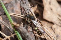 Nomada leucophthalma