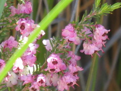 Erica melanthera