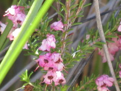 Erica melanthera