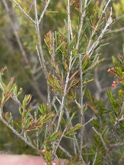 Sannantha angusta