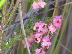 Erica melanthera
