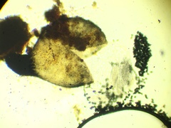 Podospora setosa
