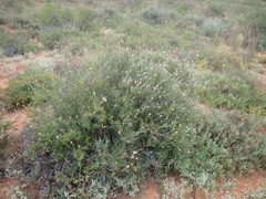 Cymbopappus adenosolen