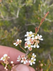 Sannantha angusta