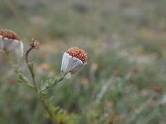 Cymbopappus adenosolen