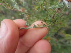 Cymbopappus adenosolen