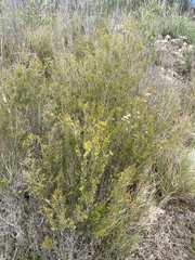 Sannantha angusta