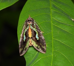 Eudocima smaragdipicta