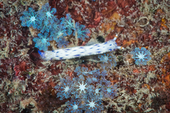 Hypselodoris bertschi