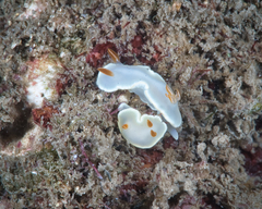 Ardeadoris angustolutea