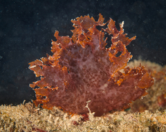 Halymenia