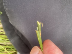 Houdinia flexilissima