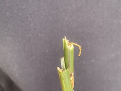 Houdinia flexilissima