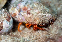 Ciliopagurus strigatus