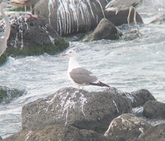 Larus schistisagus