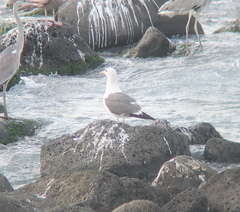 Larus schistisagus