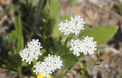 Valerianella amarella