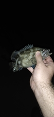 Epinephelus daemelii