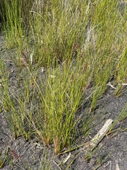 Machaerina teretifolia