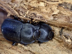 Mimopeus opaculus