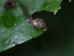 Palaua minor