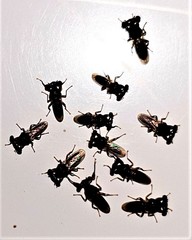 Sphyracephala beccarii