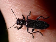 Balcus violaceus