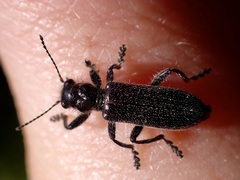 Balcus violaceus